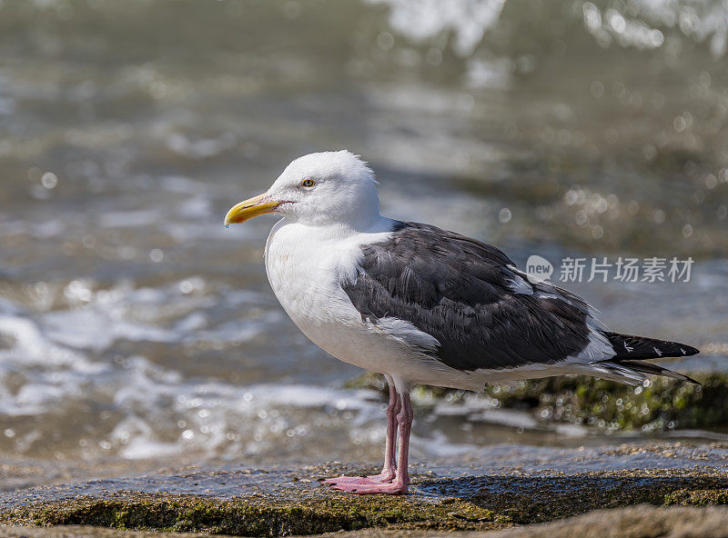 西鸥(Larus occidentalis)是一种大型白头鸥，生活在北美西海岸和太平洋上。圣伊格纳西奥泻湖，下加利福尼亚南部，墨西哥。站着。